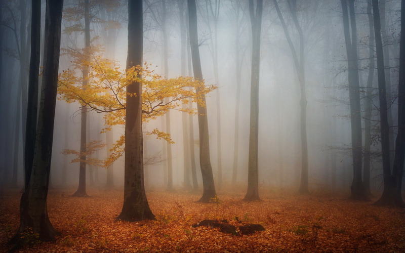 forest, 2K, autumn, beige, morning, foliage, painting, leaf, fog, trees