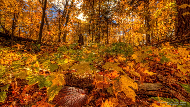 ontario, Fall, 2K, park, foliage, algonquin