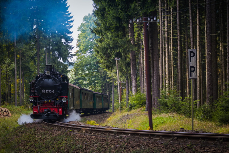 tree, growth, track, forest, outdoors, fichtelbergbahn, plant, transportation, mode of transportation, train - vehicle, no people, locomotive, steam train