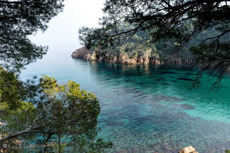 shore, sea, Spain, rocks, non-urban scene, body, solid, 4K, green, rock - object, growth, tranquility, branches, no people, nature, water, Girona, Costa Brava