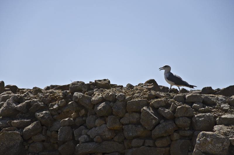 stone - object, bird, sky, blue, clear sky, stones, outdoors, one animal, day, nature, ave, rock, solid, girona, empúries, rocks, 4K, vertebrate, catalonia