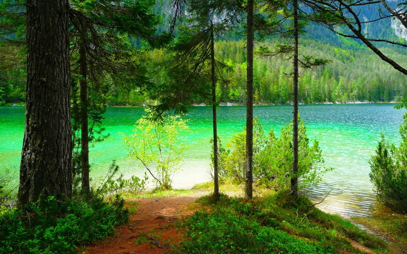 lake, idyllic, plants, landscape, forest, tree, nature, trees, tranquil scene, land, turquoise colored, 1080P, plant, outdoors, tranquility, day, growth