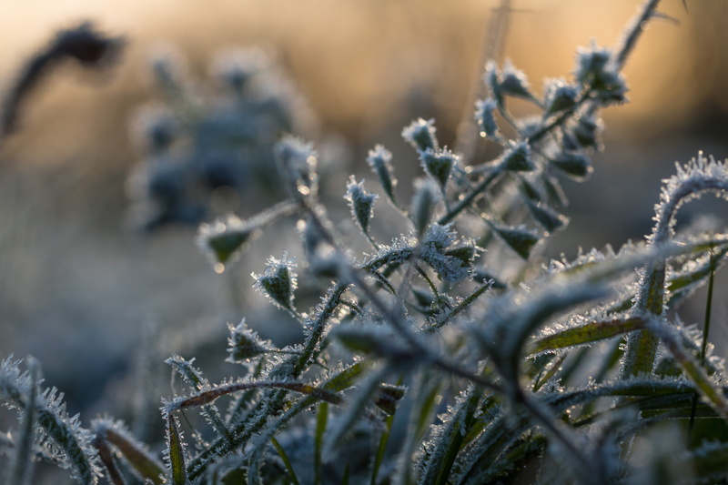 plant, camera, exif, Söderslätt, state, canon, country, cold, close-up, world, green, cold - Temperature, focal_length, makro, ice Crystal, snow, season