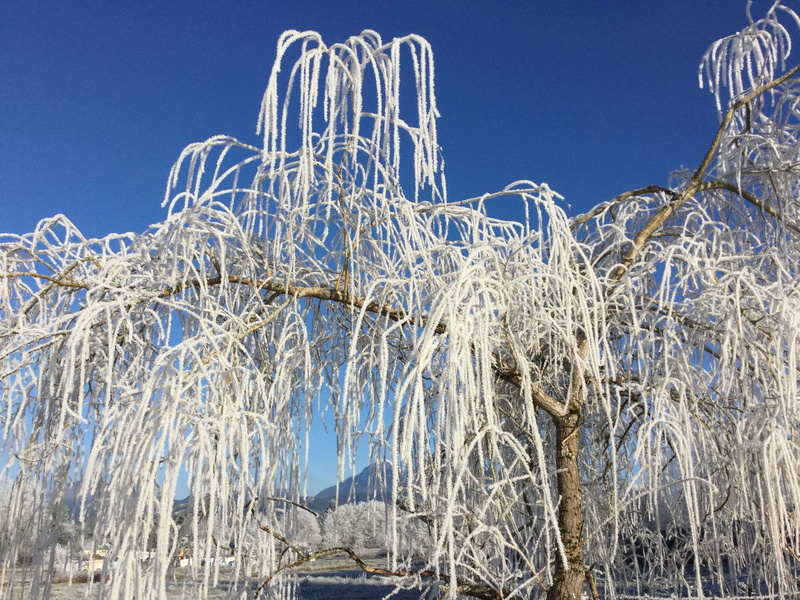 nature, branch, blue, day, frozen, clear sky, 2K, no people, beauty in nature, low angle view, winter, icicle, cold temperature, land, tree, non-urban scene