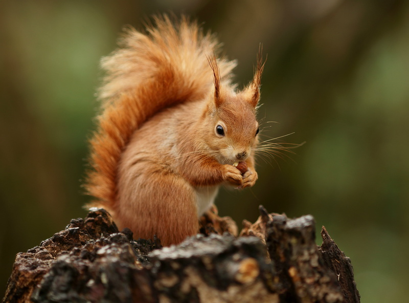 squirrel, mammal, wildlife, brown, tail, fur, outdoors, forest, nature, cute, fluffy, 4K, rodent, animal