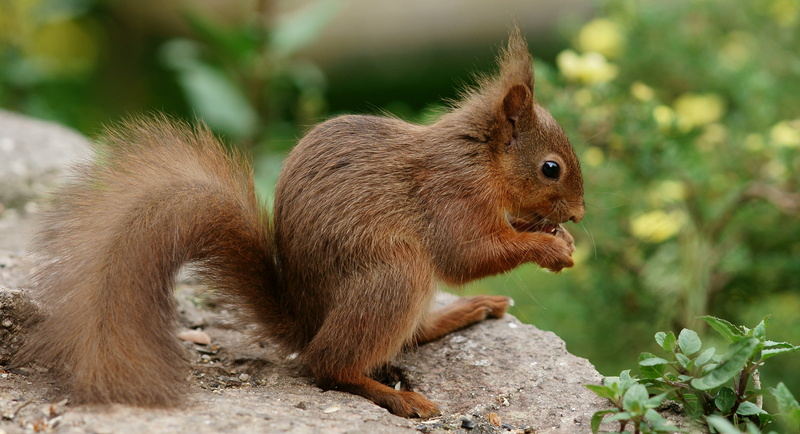 wildlife, forest, animal, rodent, cute, squirrel, brown, focus, mammal, selective, 4K, outdoors, tree, nature, eating, photography, rock