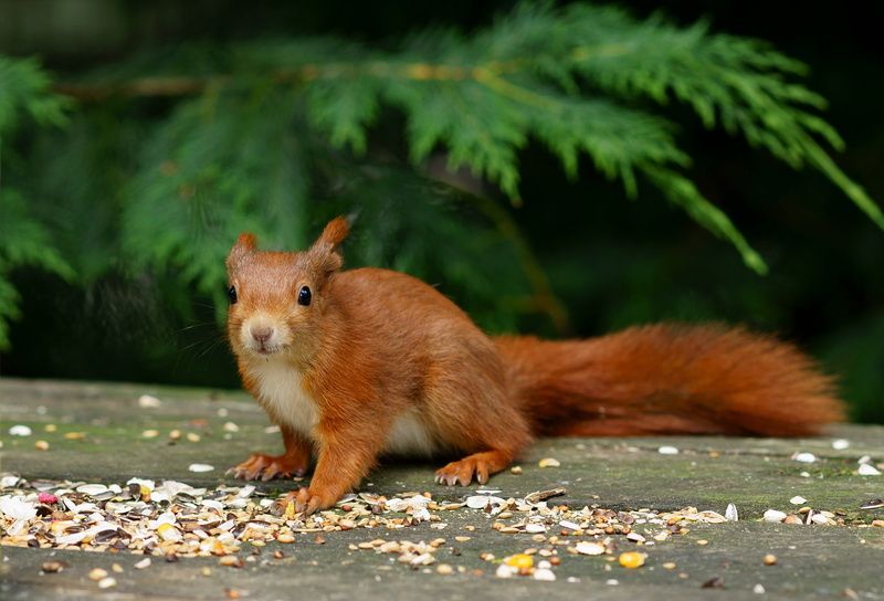 Red  Squirrel, surface, brown, British  Wildlife  Centre, red squirrel, fur, outdoors, cute, Trimming, mammal, nature, animal, red, Newchapel  Surrey, squirrel