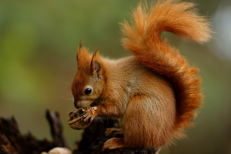 forest, brown, wildlife, eating, cute, animals In The Wild, fur, rodent, outdoors, tree, animal, mammal, nut, squirrel, nature, 1080P