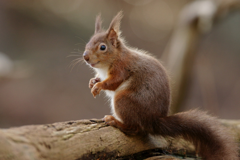 cute, fur, mammal, outdoors, closeup, nature, 4K, wildlife, animal, forest, photography, rodent, brown, squirrel
