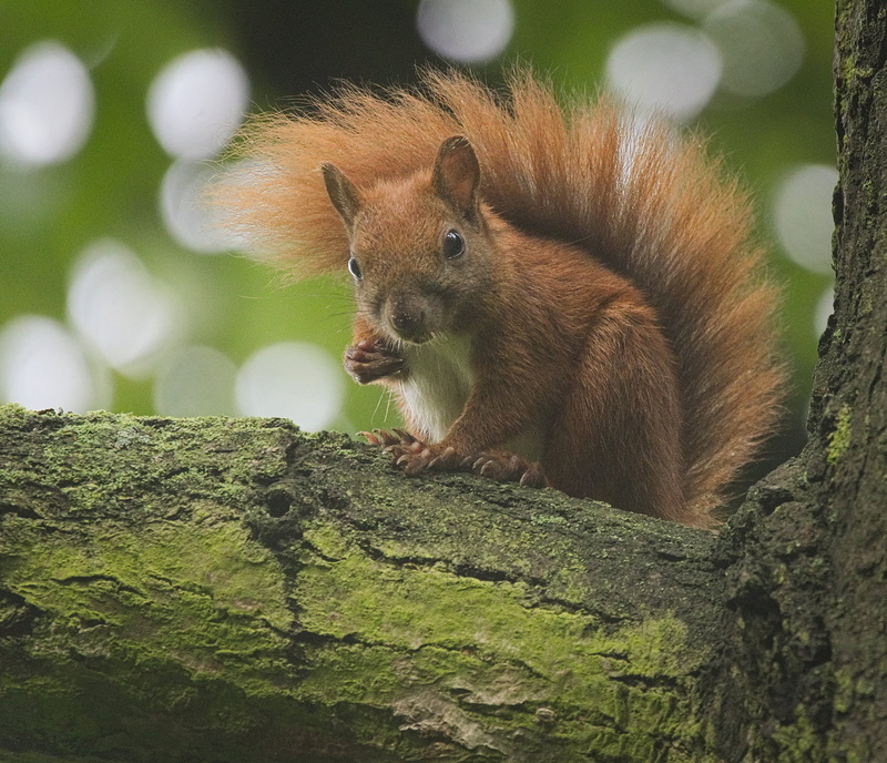 nature, cute, Wiewiórka, Eurasian red squirrel, Sciurus vulgaris, red, brown, tree  squirrel, rodent, mammal, wildlife, tree, animals In The Wild, animal
