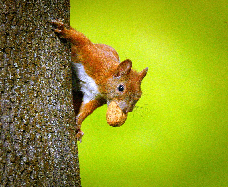 480P, rodent, squirrel, eating, nature, mammal, tree  squirrel, animal, Sciurus vulgaris, forest, cute, tree, outdoors, wildlife, fur, Wiewiórka, fluffy