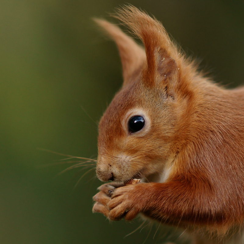 cute, close-up, animal, nature, focus, 1080P, fur, photography, wildlife, selective, brown, fluffy, mammal, rodent, squirrel