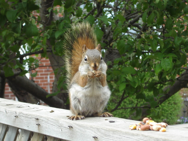 outdoors, red, squirrel, nature, fur, animal, fluffy, cute, nuts, mammal, eating, rodent, Red Squirrel, squirrels, wildlife, brown, outdoor, baby, 720P