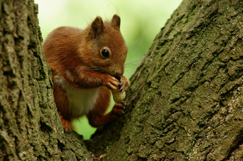 4K, cute, forest, white, peanut, squirrel, outdoors, mammal, animal, wildlife, rodent, tree, nature, brown, branch, trunk