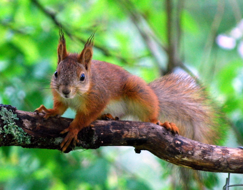 Kouvola, ear, nature, animals In The Wild, nut - Food, brown, mammal, tail, tufts, tree, tuft, Finland, 720P, squirrel, eating, tree branch, outdoors