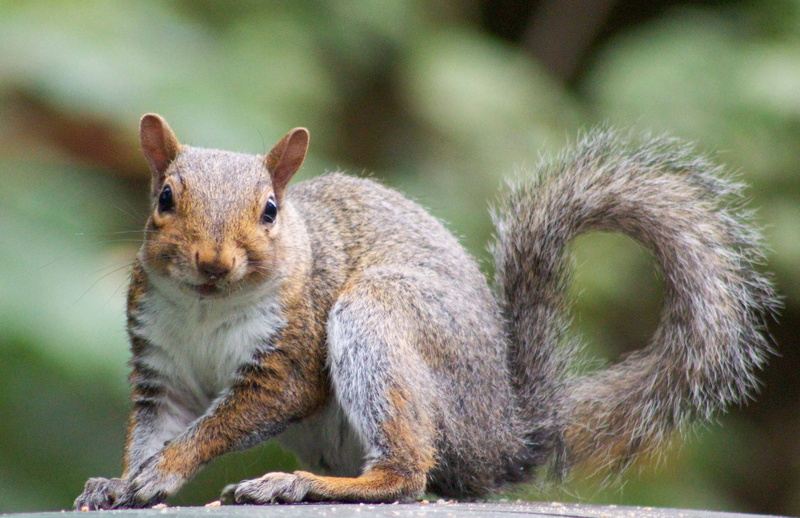 shallow, fur, animal, 2K, forest, brown, eating, shallow focus, outdoors, Squirrel, nature, mammal, focus, cute, wildlife, animals, rodent, photography