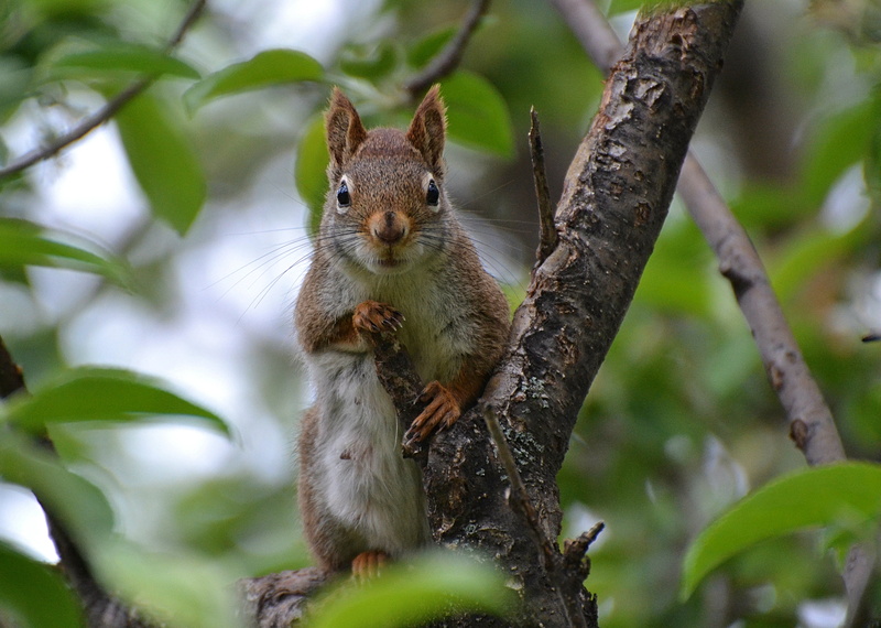 outdoors, cute, 4K, fur, animals, squirrel, nature, forest, squirrels, wildlife, Striking, brown, tree, animal, red squirrel, Sunrays, NGC, mammal, rodent