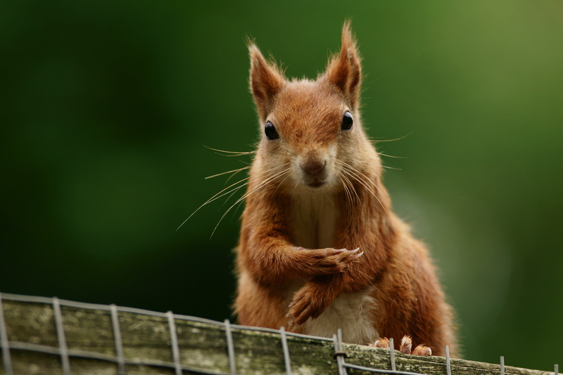 wood, rodent, cute, squirrel, standing, nature, wildlife, mammal, outdoors, 4K, fur, animal, brown