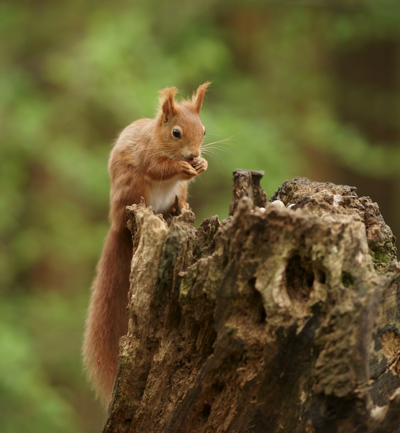 photography, looking, wildlife, 2K, outdoors, selective, stump, forest, squirrel, rodent, brown, animal, top, fur, nature, mammal, tree, cute