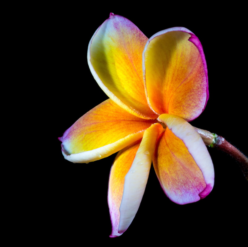 bloom, exotic, ornamental flower, plant, pollen, flora, beautiful, apocynaceae, frangipandi, blossom, flower Head, plumeria alba, tropical Climate, 4K