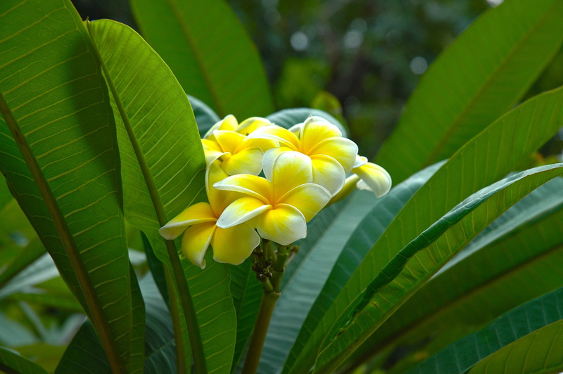 freshness, focus, west indian frangipani, no people, leaf, white, Blossom, nature, petal, national flower, plumeria, flora, vulnerability, frangipani, 2K