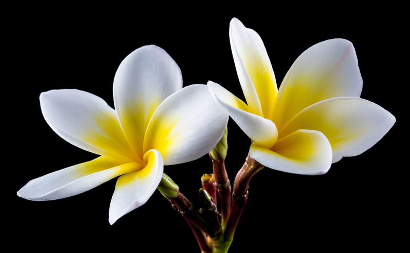 west indian frangipani, exotic, plumeria alba, softness, freshness, temple tree, bloom, dog gift greenhouse, frangipani, flowering plant, nature, national flower