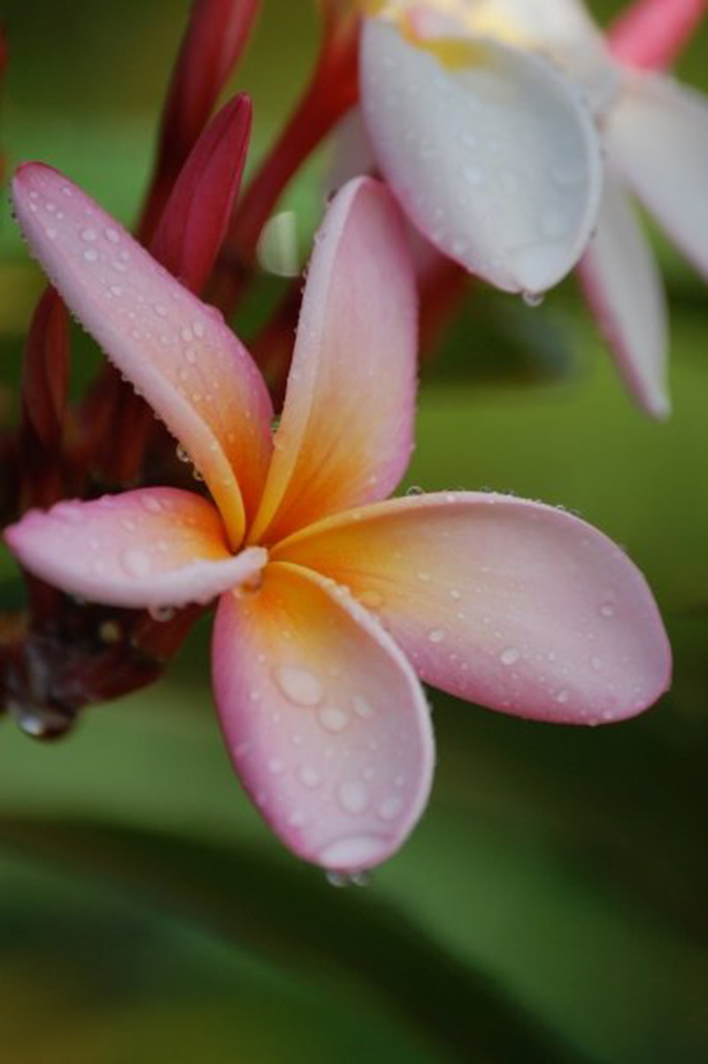 plumeria, purple, flowers, pink, no people, beautiful, 8K, flower head, outdoors, dewdrops, garden, fresh, flowering plant, flora, blooming, water, plant