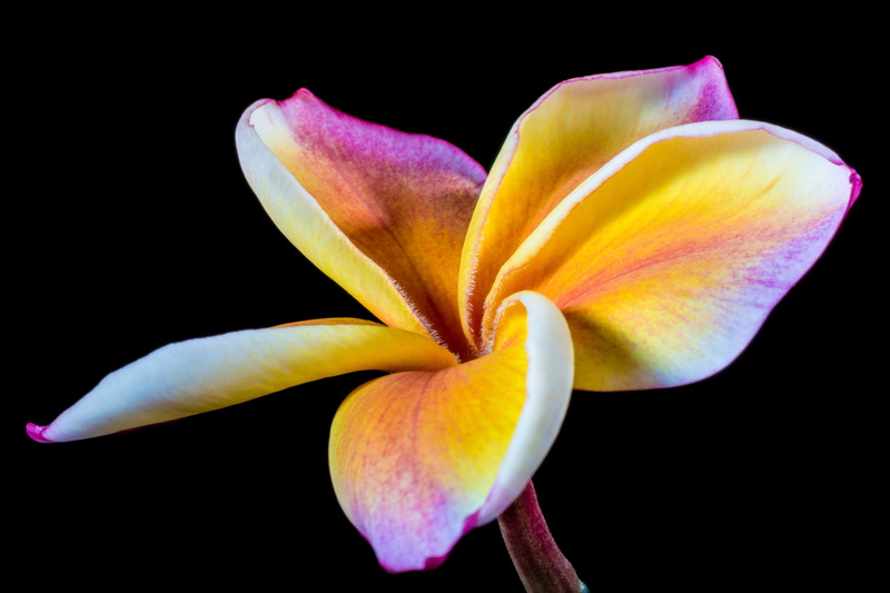 bloom, no people, close-up, flower, national flower, frangipani, fragility, flower Head, blossom, studio shot, beauty In Nature, plumeria, beautiful, frangipandi