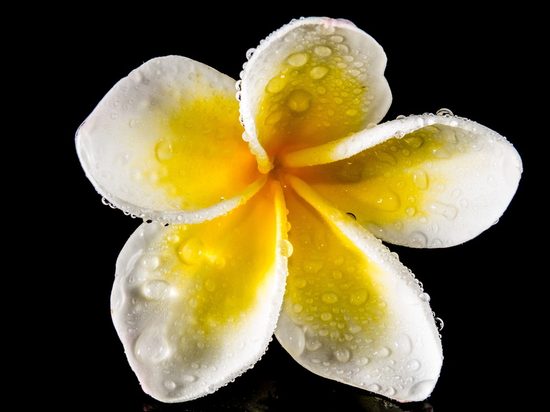 blossom, studio shot, frangipani, temple tree, healthy eating, no people, west indian frangipani, 4K, fruit, nature, drop, ornamental plant, food and drink