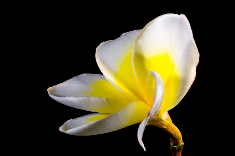 temple tree, flowering plant, petal, plant, dog gift greenhouse, fragility, blossom, frangipani, studio shot, yellow, growth, nature, no people, indoors