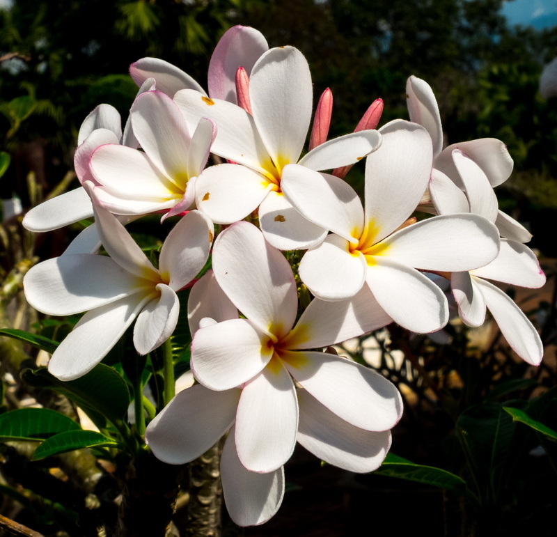 outdoors, white yellow, calyx lobes, nature, bloom, west indian frangipani, no people, fragility, national flower, ornamental flower, flowering plant, ornamental plant