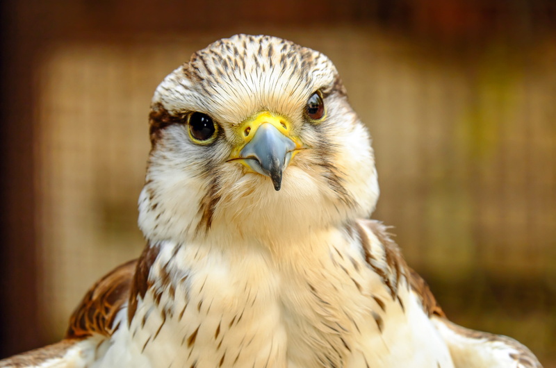 bird, gyrfalcon, one animal, photography, animal wildlife, beak, animal body part, france, brown, falcon - bird, animals in the wild, outdoors, raptor