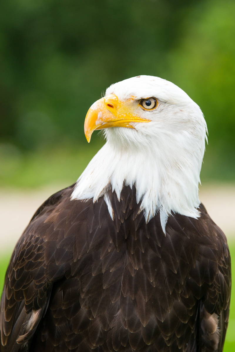 bald Eagle, animal head, beak, day, animal portrait, one animal, wildlife, animal themes, animal wildlife, no people, eagles waiting in detmold, feather