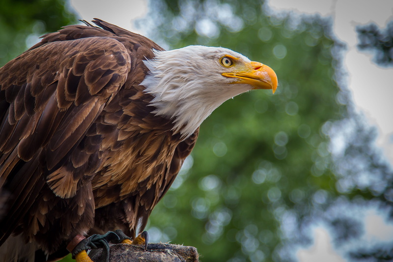 bald eagle, profile view, vertebrate, white tailed eagle, animal body part, 4K, bird, eagle, animal themes, bird of prey, animal, animal head, eagle - bird