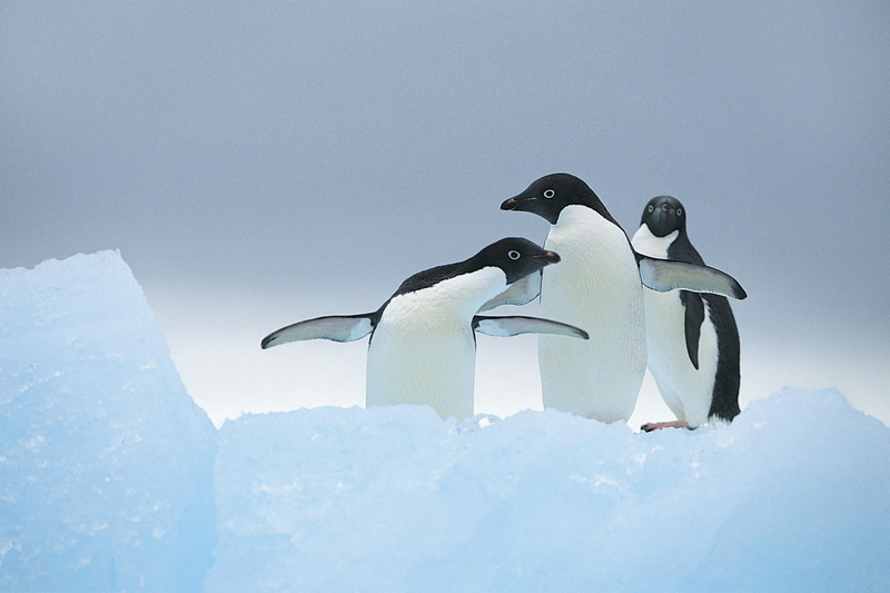 three, 1080P, penguins, animals
