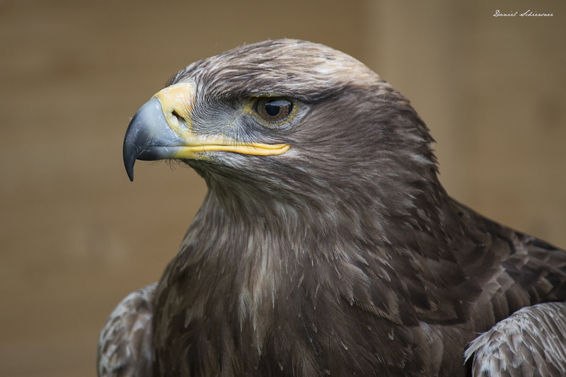 bald Eagle, EOS, nature, close up, animals In The Wild, eagle - Bird, hawk - Bird, Adler, wildlife, photo, 4K, Augen, Magic, animals Hunting, Closeup