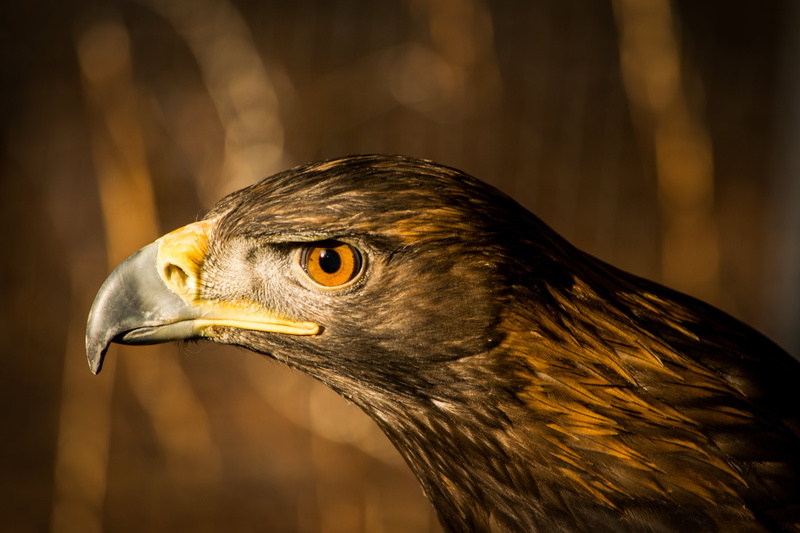 closeup, biology, animals Hunting, falcon, hawk - Bird, eagle - Bird, feather, nature, carnivore, captive, closeup photography, photography, brown Falcon