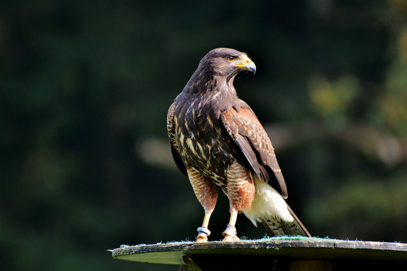 wildlife photography, falcon, looking away, wild animal, hunting, vertebrate, bird, perching, eagle - bird, day, bird of prey, selective, raptor, wildpark poing