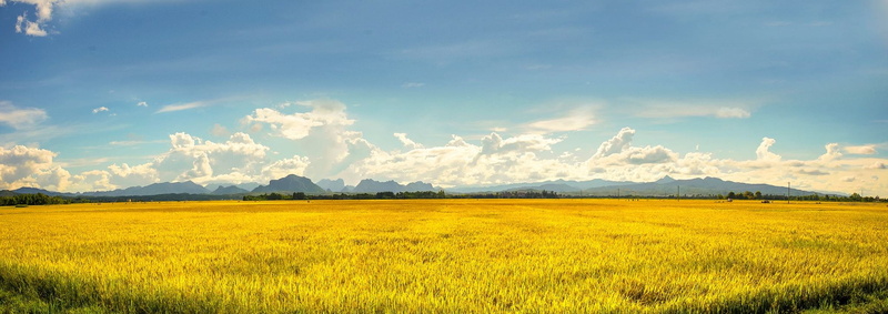 sky, scenics - nature, thaibinh, sunlight, tranquil scene, countryside, tranquility, beauty in nature, agriculture, day, thaibinh province, farm, rice
