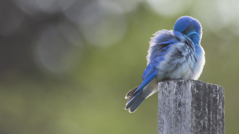 shy, plank, 4K, blue, blue jay, animals in the wild, wildlife, perched, jay, bird, bokeh, detail, wood - material, feather, perching, close-up, zoology