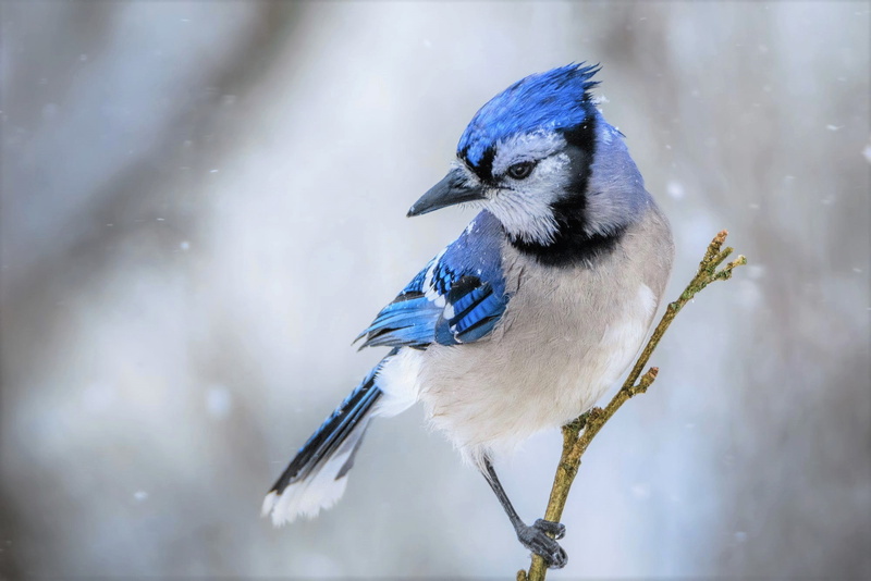 Birds, Bird, Branch, Animal, 1080P, Snow, Winter, Blue Jay