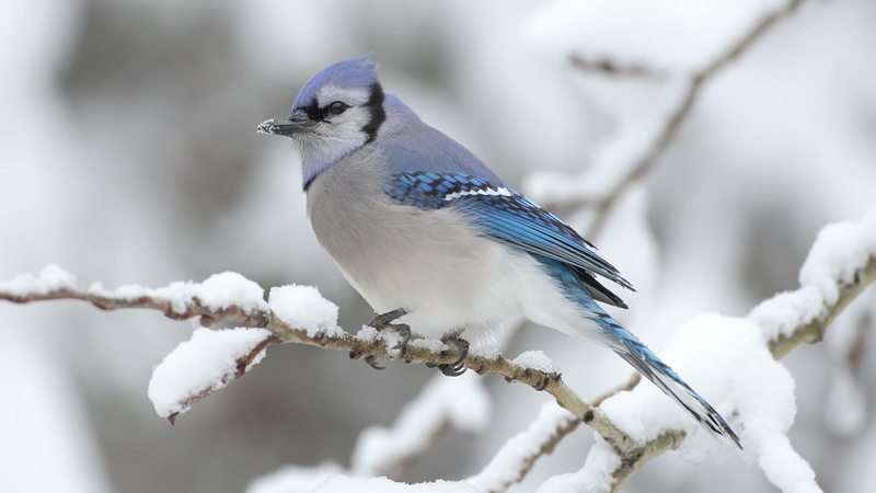 birds, white color, nature, focus on foreground, perching, animals, tree, cold temperature, snow, outdoors, one animal, animals in the wild, vertebrate