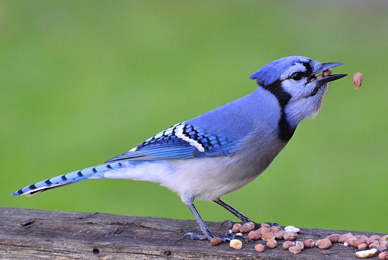 Chew, Jay  jay, blue  bird, birds, Fantastic, Ontario, blue jay, 2K, blue, More Than I, sunrays, bird, feather, Bit, jay  jays, animals, jay, wildlife