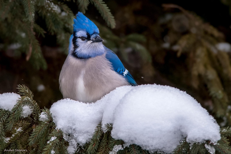jay, 1080P, blue, Bird, Blue jay, snow