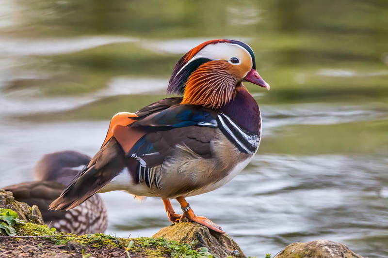 outdoors, solid, wildlife, one animal, body, shallow, lake, ave, rock, animal wildlife, animals in the wild, multicolored, nature, mandarin duck, no people