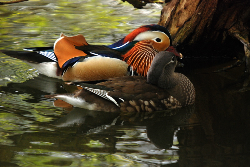 wildlife, water fowl, Mandarin, aves, outdoors, feather, nature, Duck, beak, Bird, swimming Animal, vertebrate, waterfowl, pond, waterfront, exotic, one animal