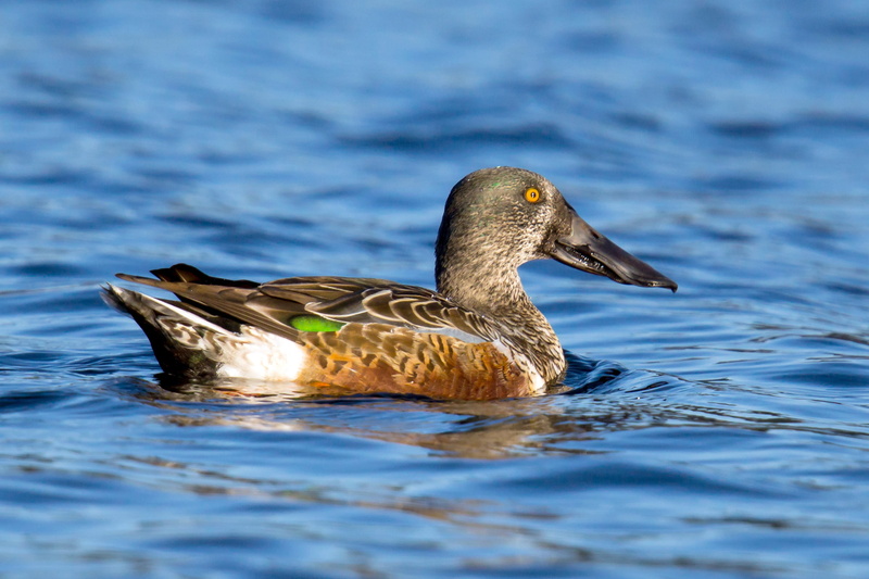 duck, northern, mallard, animal, swimming Animal, feather, nature, shoveler, 2K, beak, bird, water, lake, mallard Duck, female, wildlife