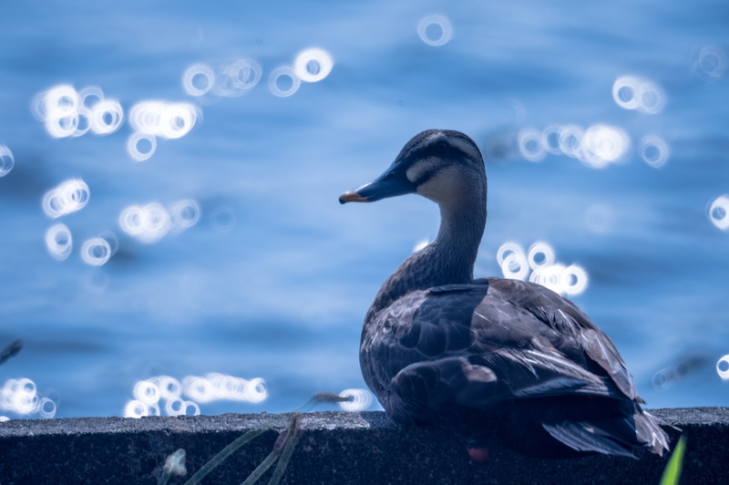 カモ, Nikon D4, beak, nature, body, water, f/8, mallard, mallard duck, feather, DX, front, daytime, lake, Bird, 4K, 鳥, Kenko, Kinen, Showa, body of water