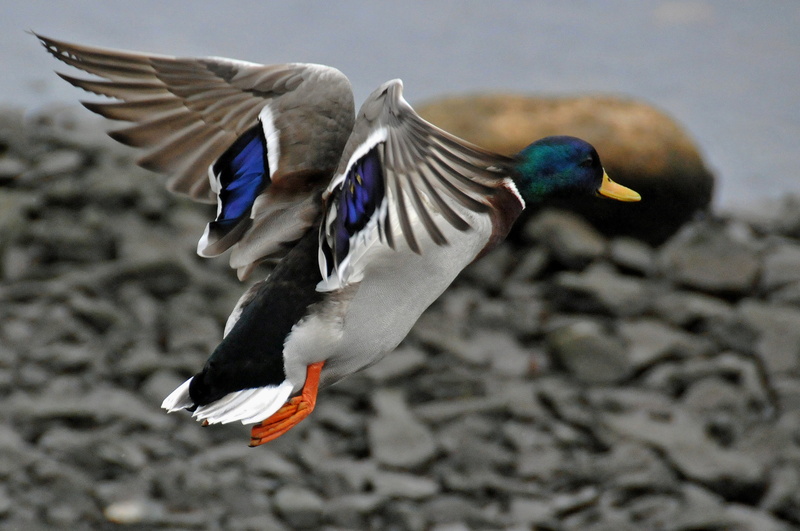 DSC, water, Up and Away, blue, Up, D300, bird, fragments, green, Nova Scotia, stone, wildlife, mallard Duck, water Bird, gray, beak, outdoors, I am Canadian