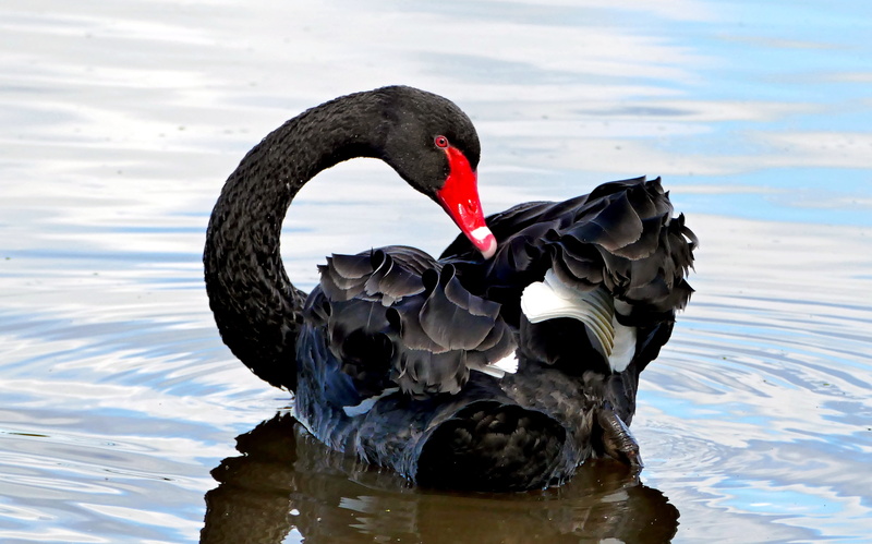 Fans, Bridge camera, lake, nature, Photo, Lumix, 5K, Cygnus atratus, f1000, animal, water, bird, black birds, swan, wildlife, black, black swan, pond